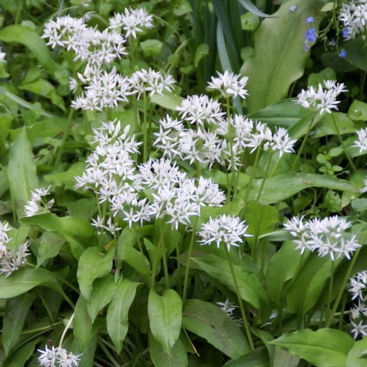 Allium Ursinum