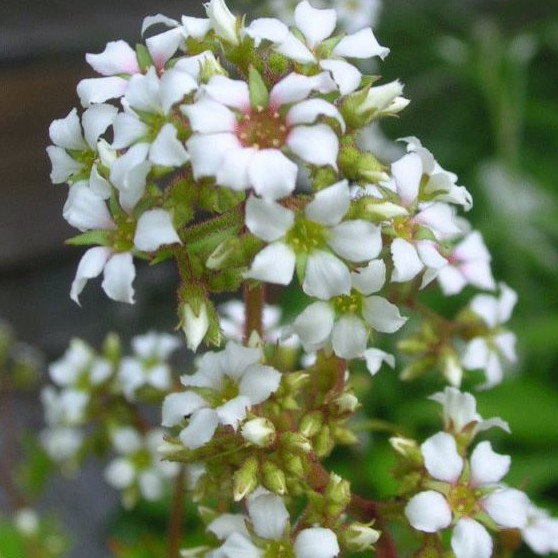 Boykinia Jamesii Alba