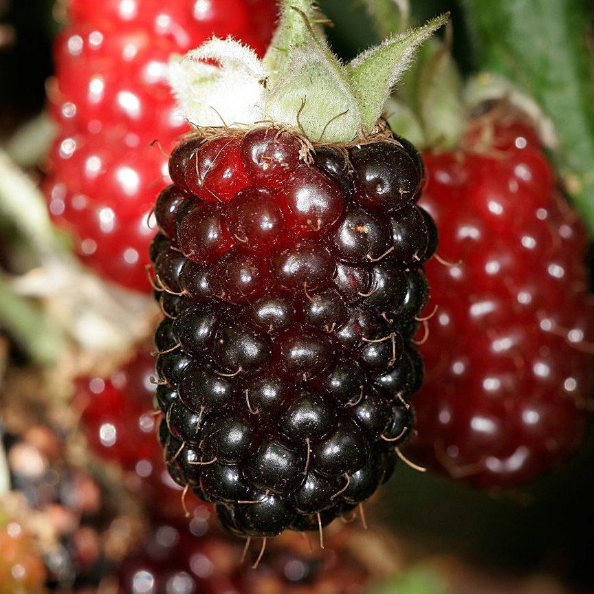 Boysenberry