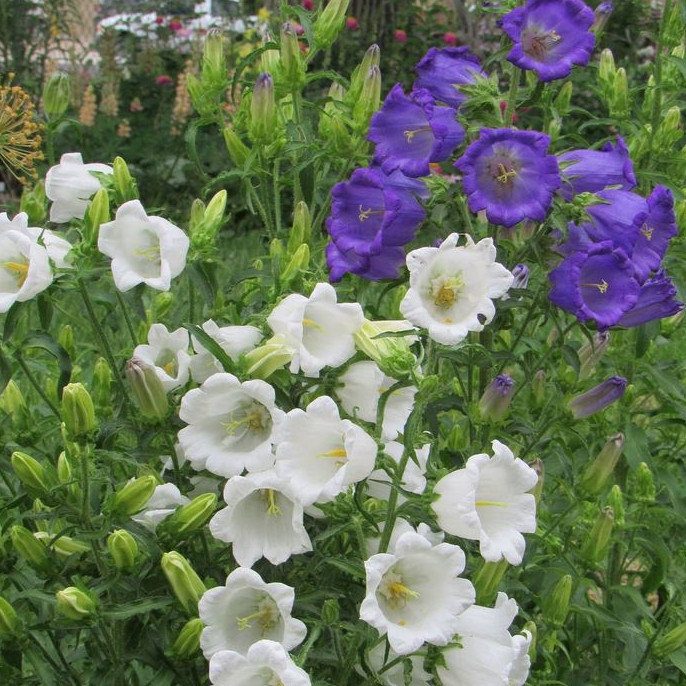 Campanula Collection Mix