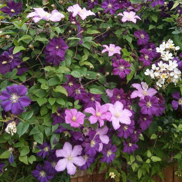 Clematis Species Mix