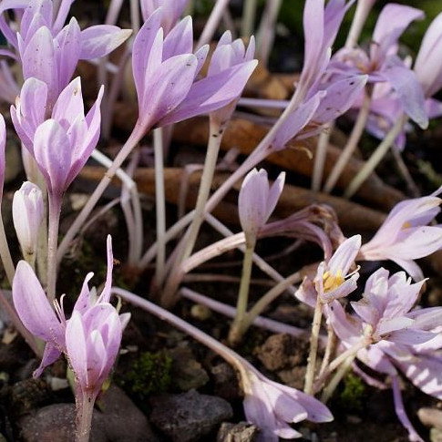 Colchicum Longiflorum