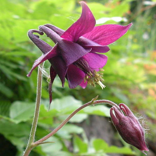 Aquilegia Atrata