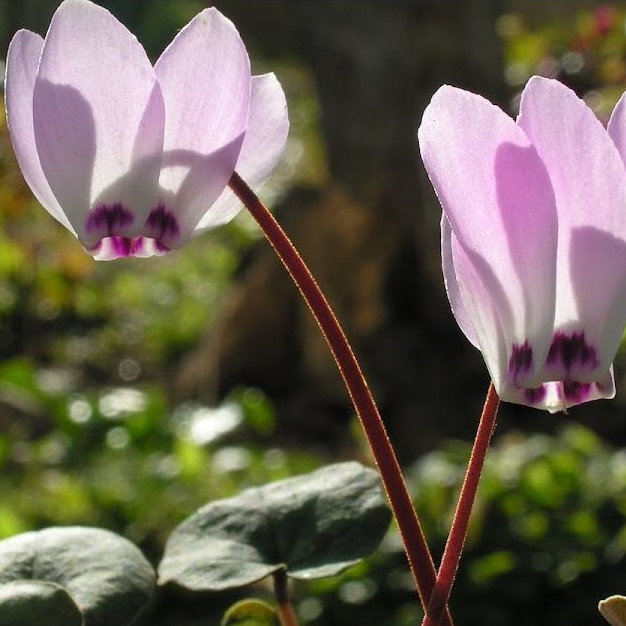 Cyclamin Libanoticum