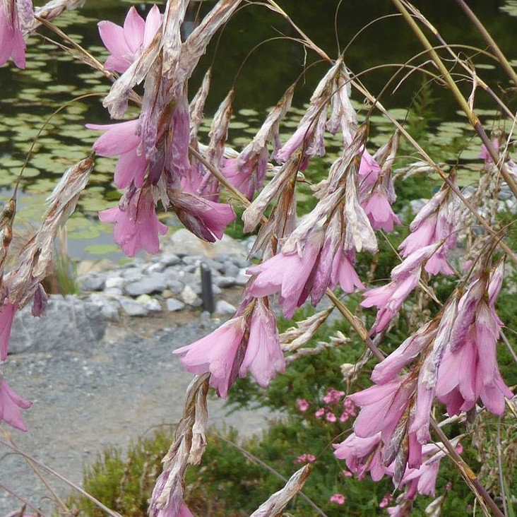 Dierama Jucundum