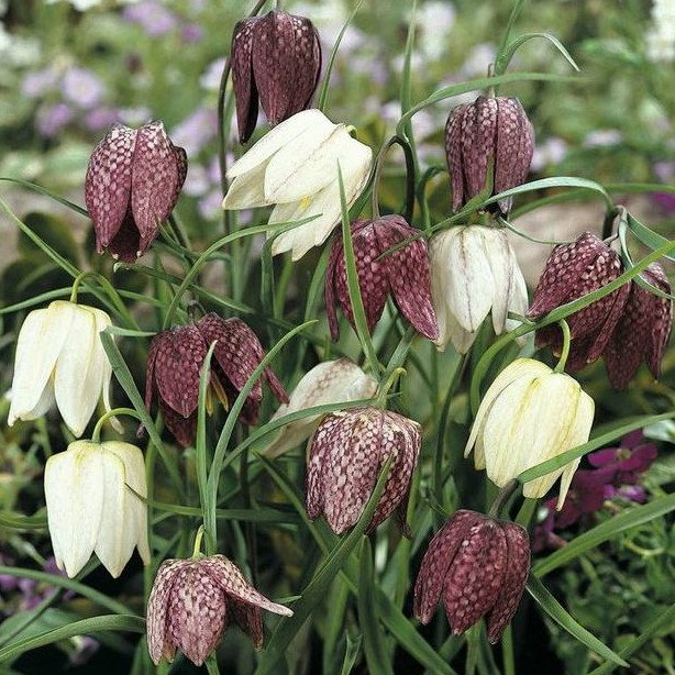 Fritillaria Meleagris Mix