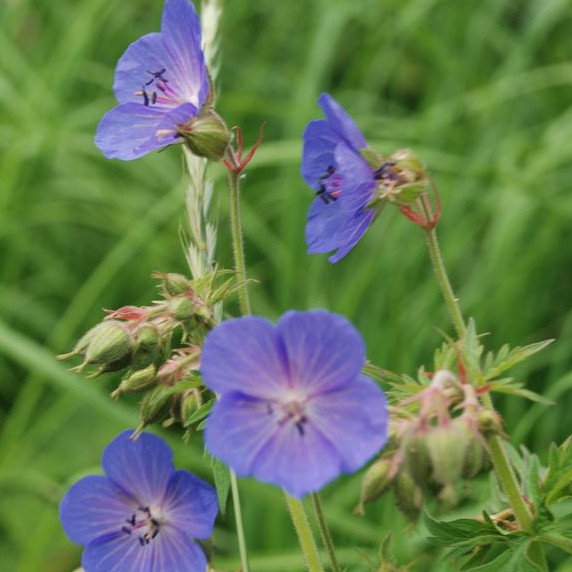 Geranium Pratense Mix