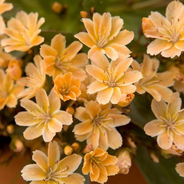 Lewisia Little Mango