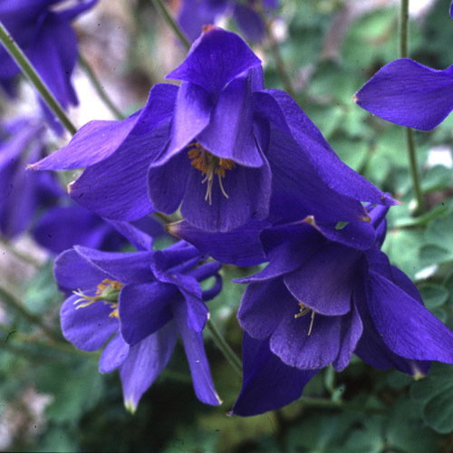 Aquilegia Bertlonii