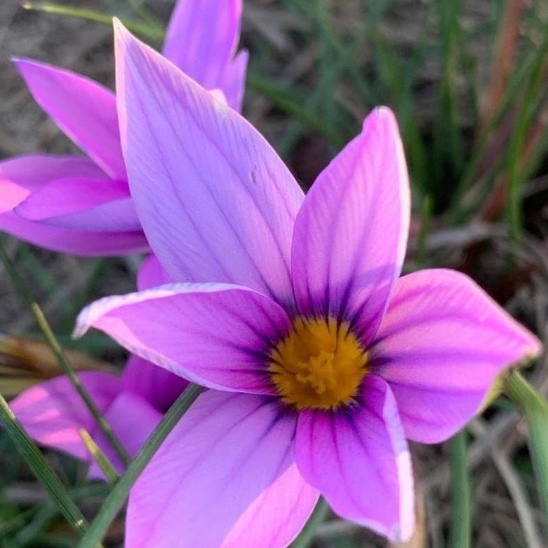 Romulea Atranda