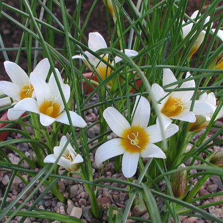 Romulea Zahnii