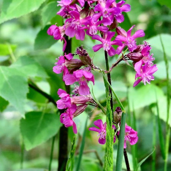 Silene Viscaria