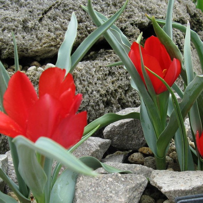 Tulip Montana