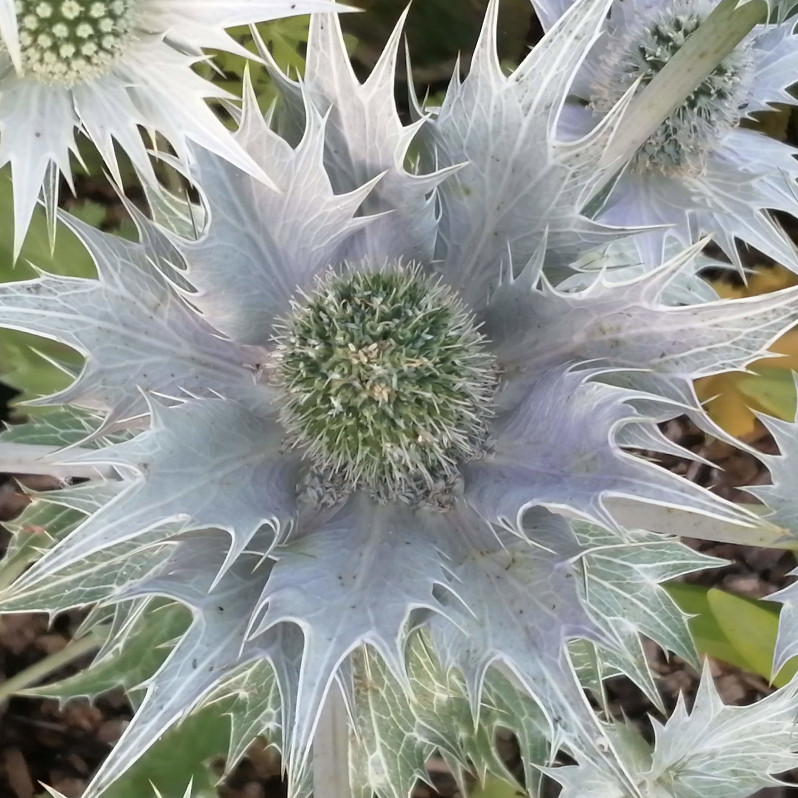 Eryngium Giganteum