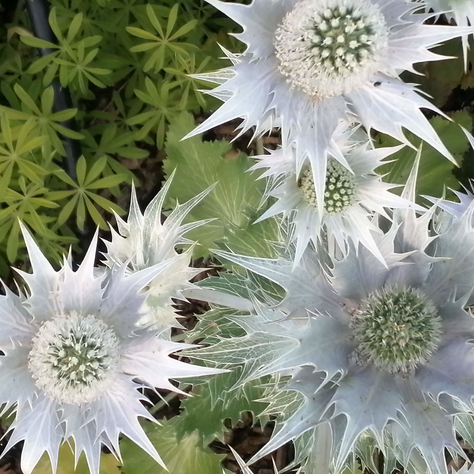 Eryngium Giganteum