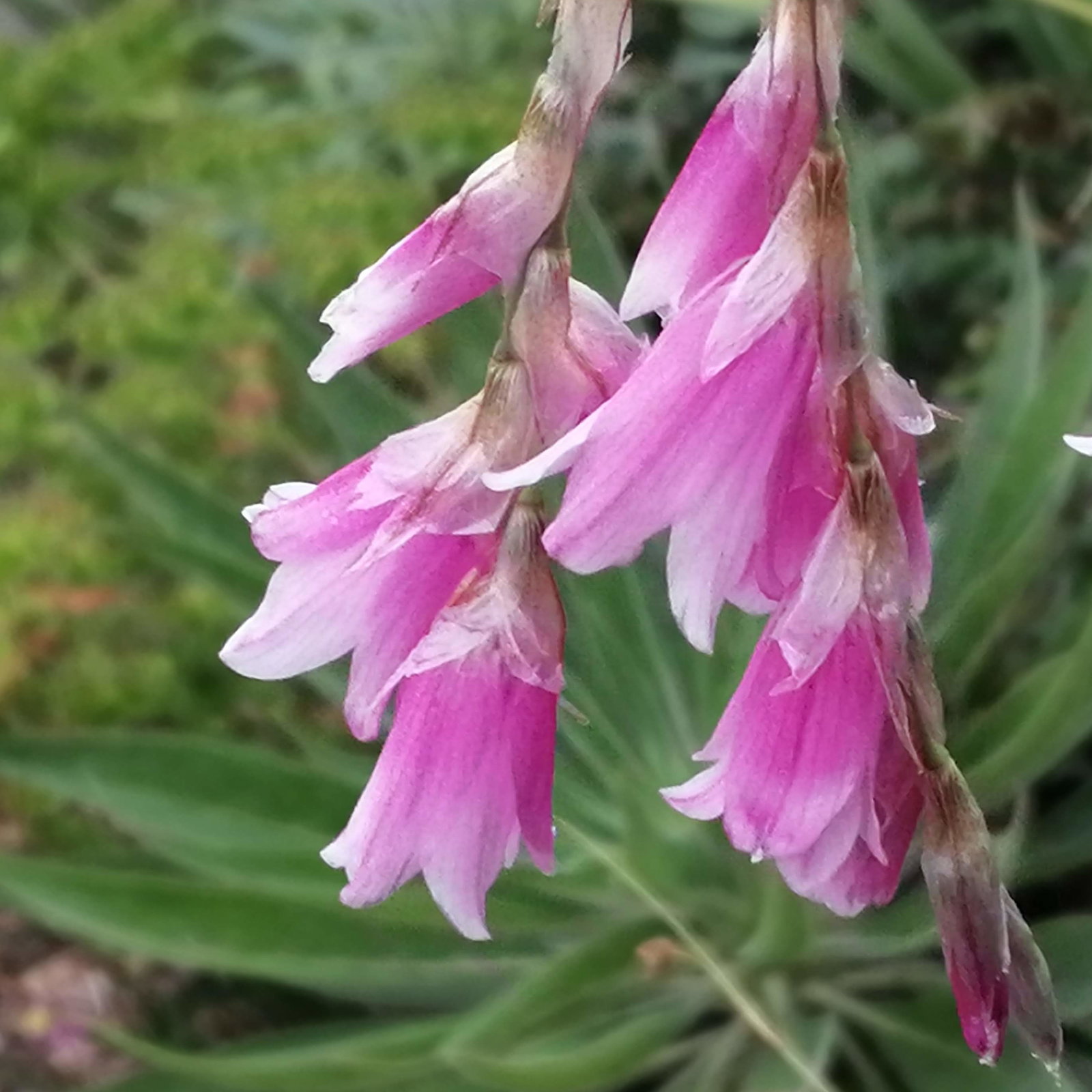 Dierama Fairy Wands