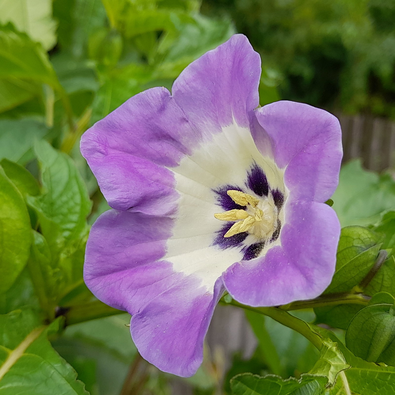 Nicandra Maxima