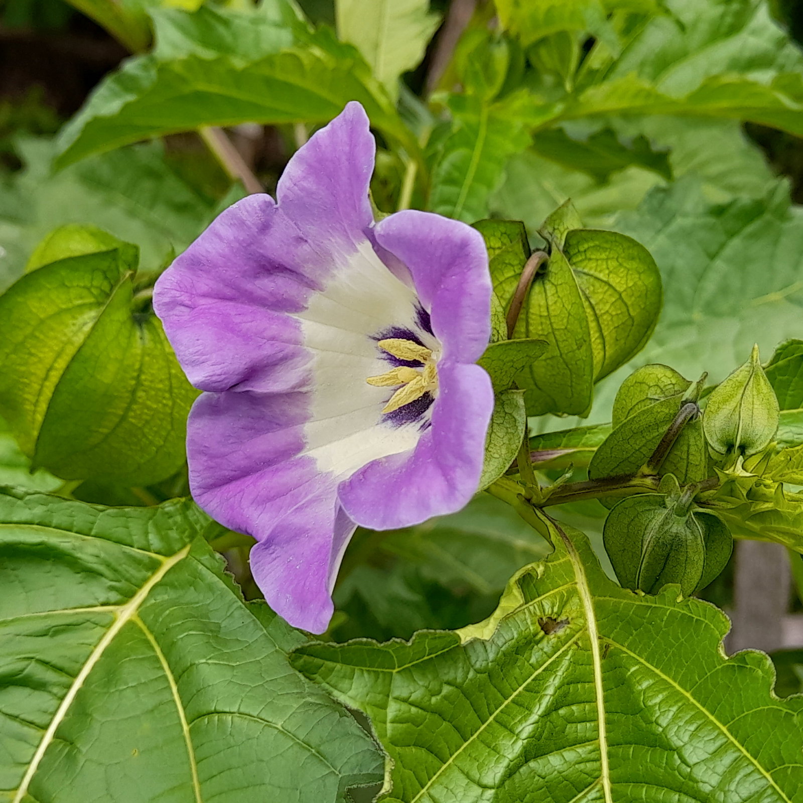 Nicandra Maxima