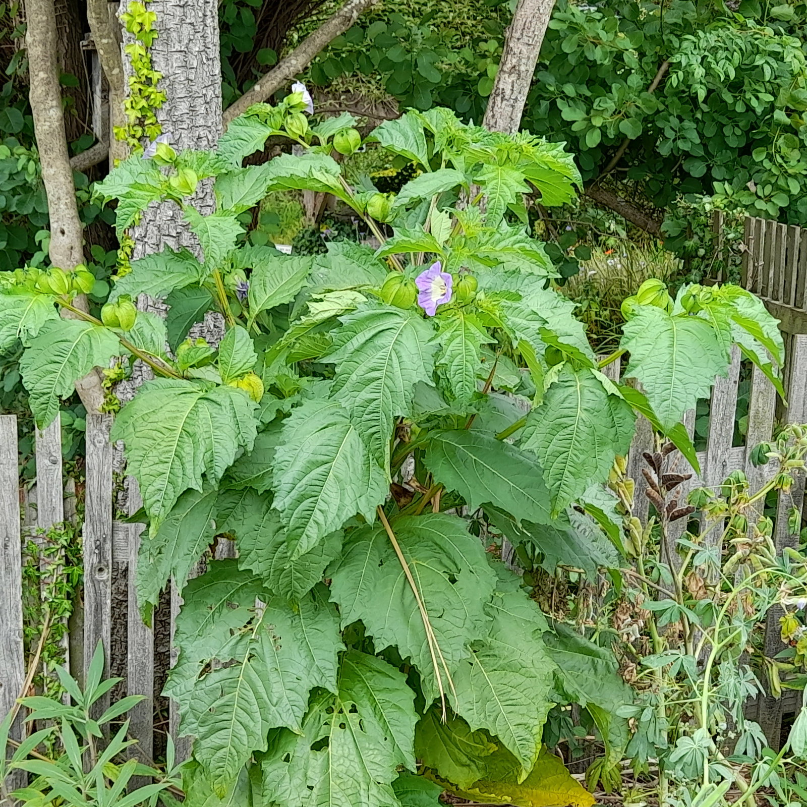 Nicandra Maxima