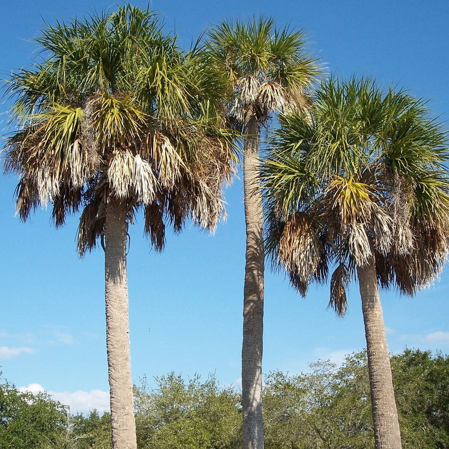 Sabal Palmetto