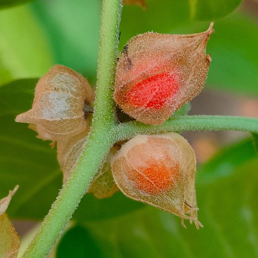 Withania Somnifera