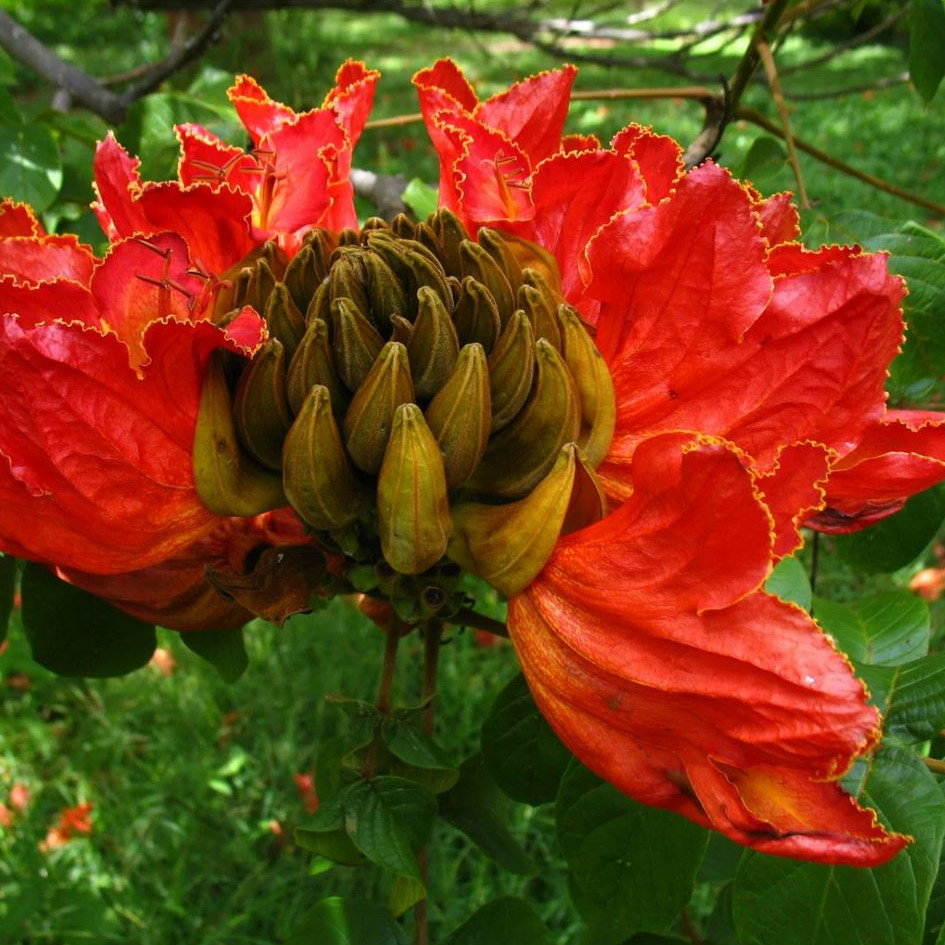 Spathodea Campanulata