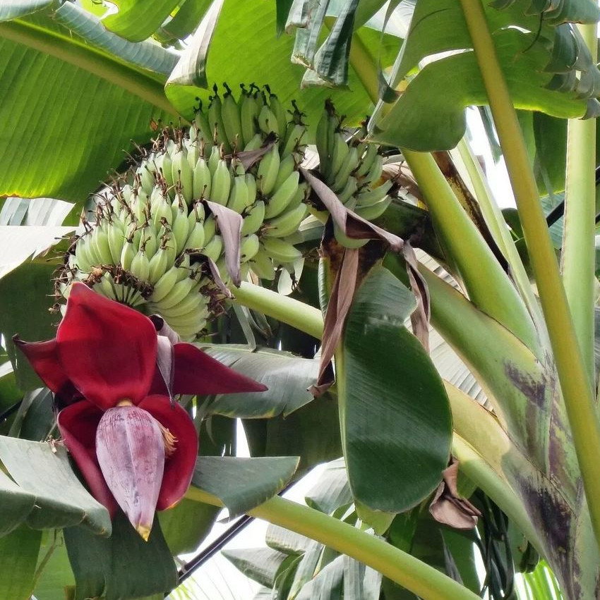 Musa Thompsonii