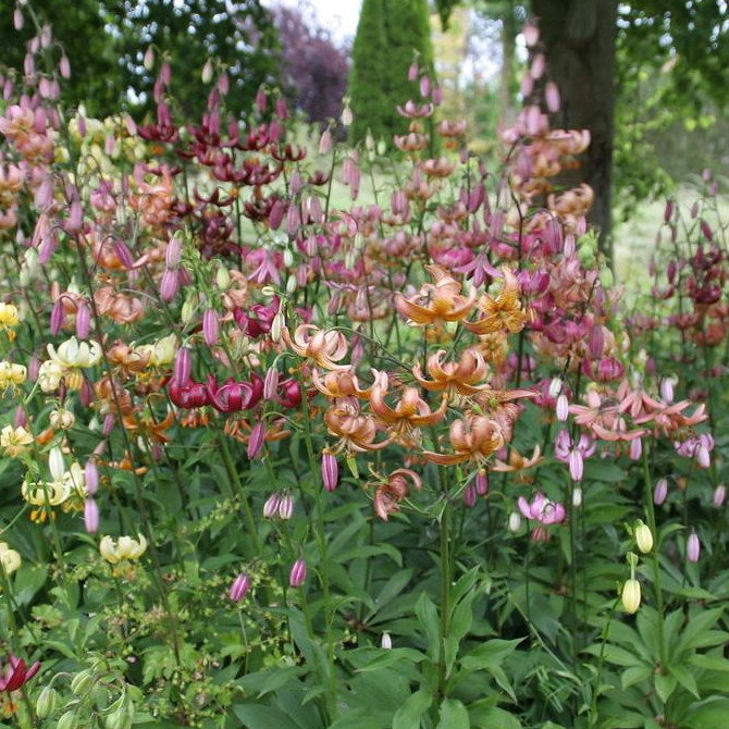 Lilium Martagon Mixture