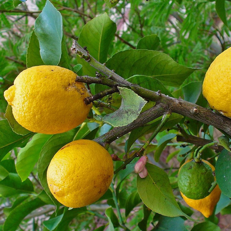 Citrus Medica