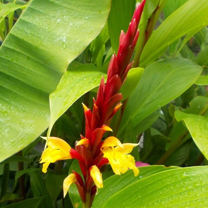 Cautleya Gracilis