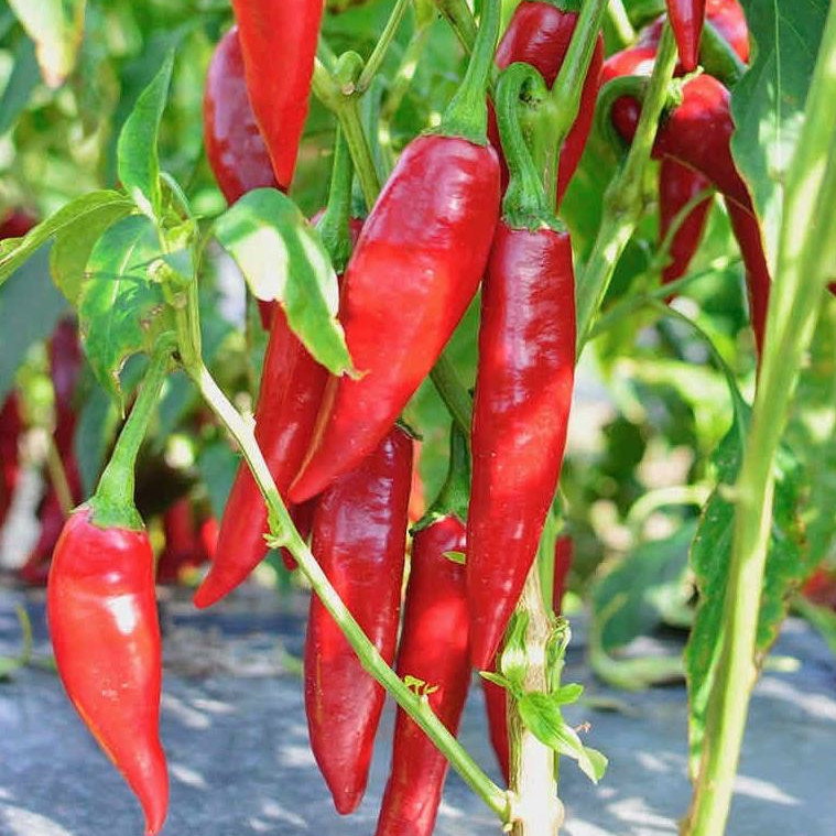 Pepper Balalaika