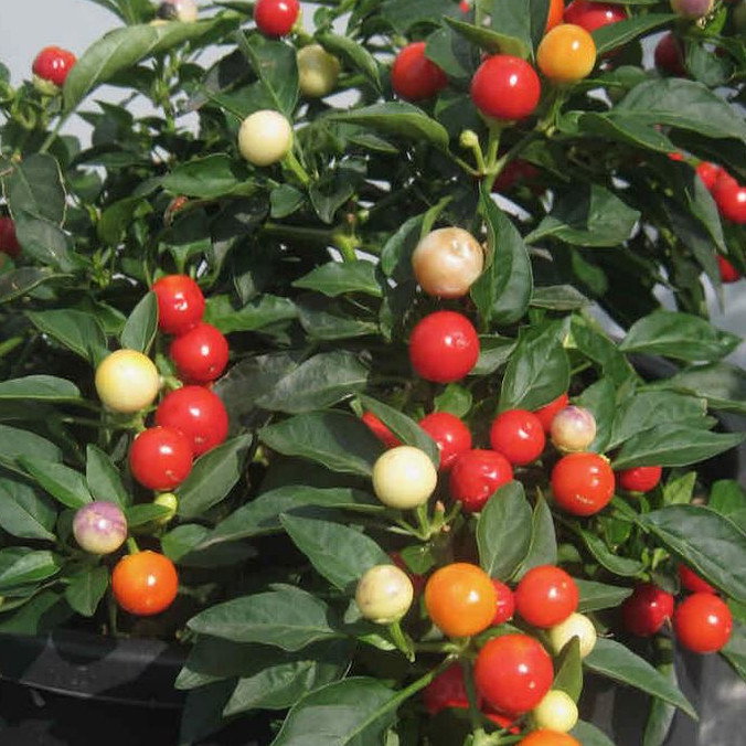 Pepper Balls Of Fire