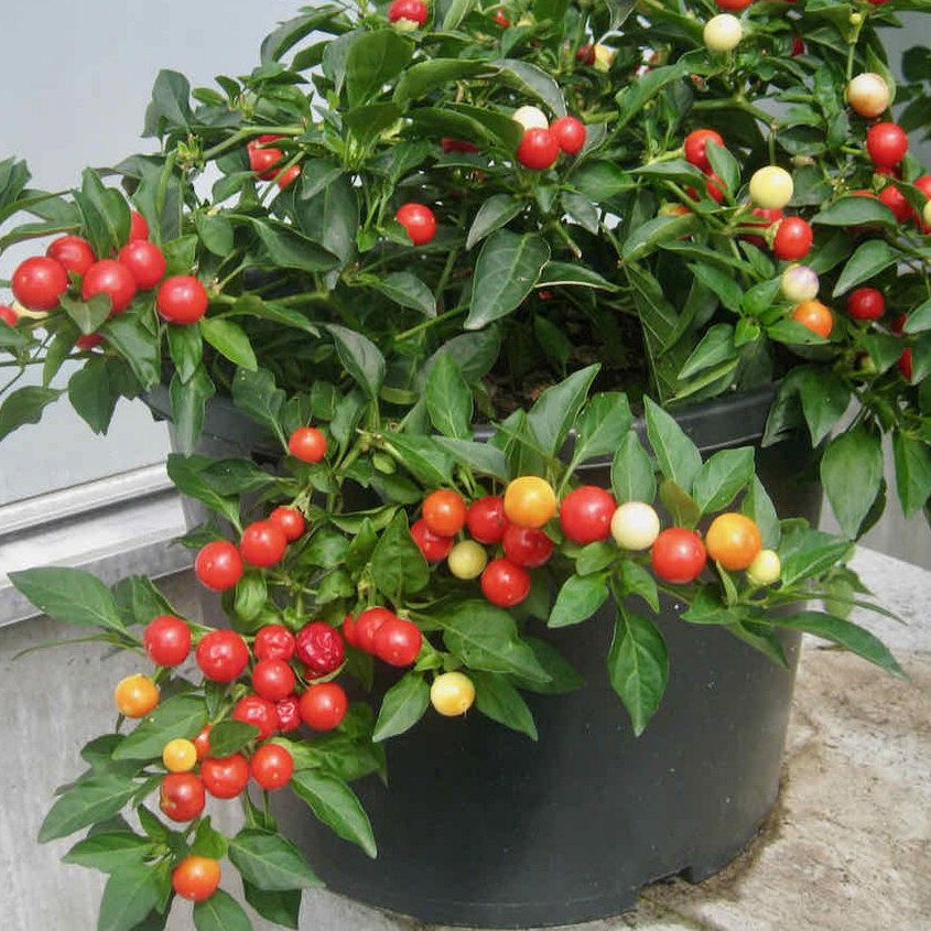 Pepper Balls Of Fire