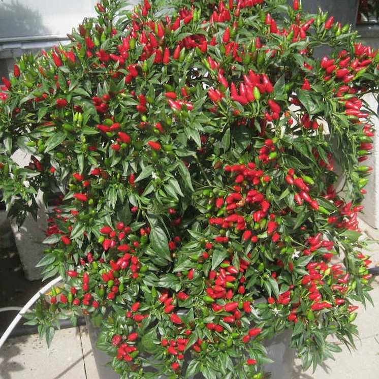 Pepper Fiery Flames