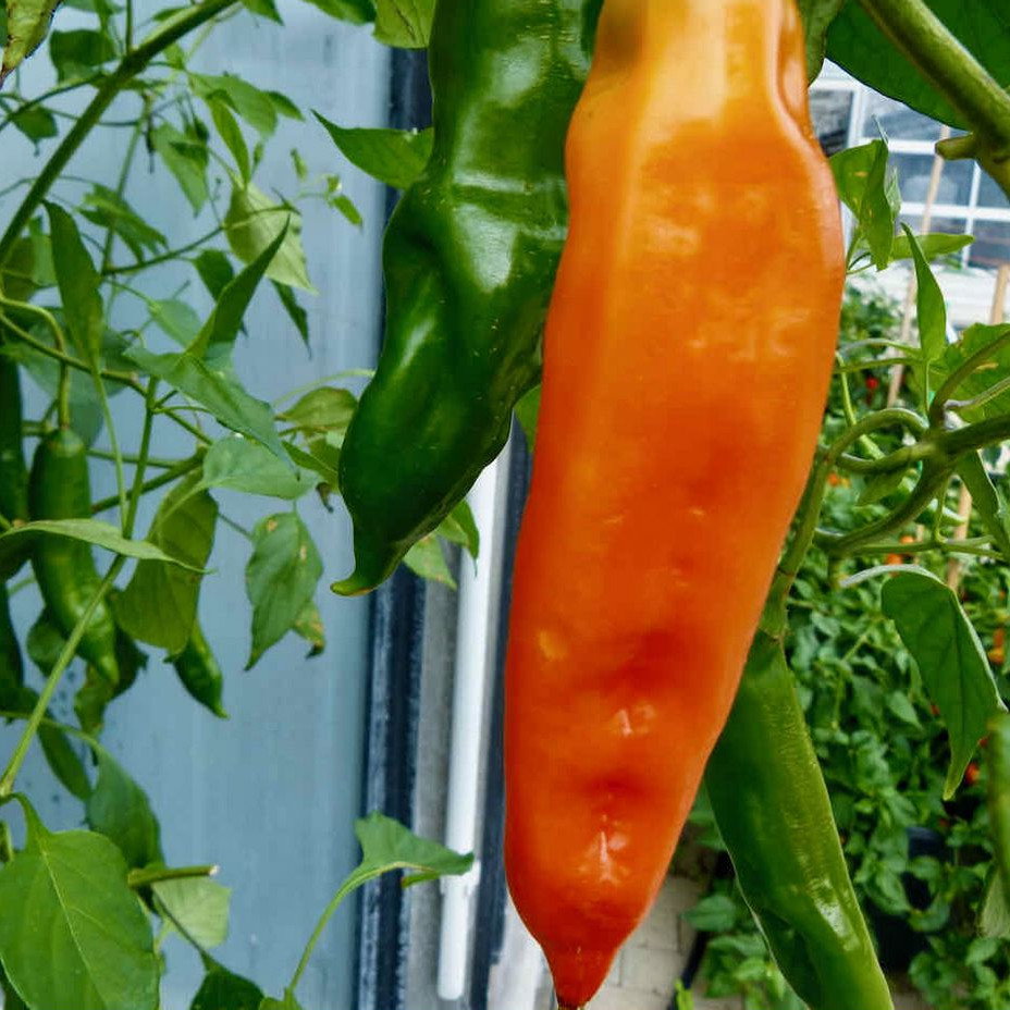 Pepper Orange Glow
