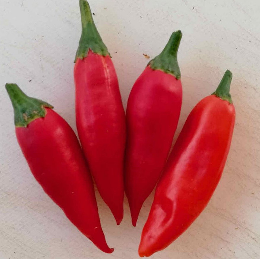 Pepper Red Glow