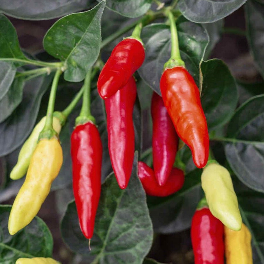 Pepper Tabasco