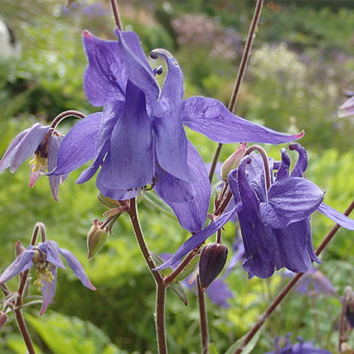 Aquilegia Blue Flamingo