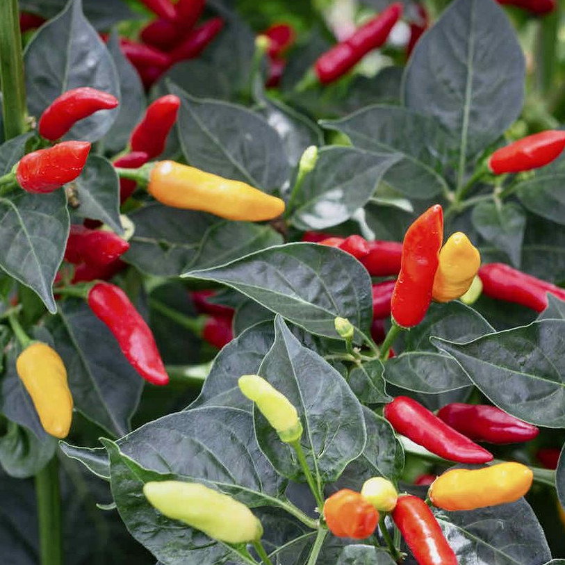 Pepper Tabasco