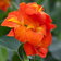 Canna Dwarf Orange