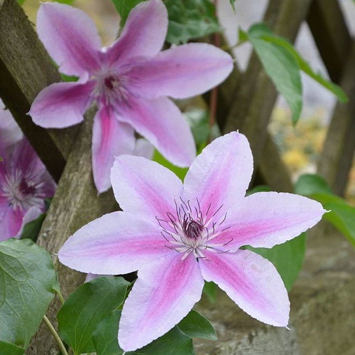 Clematis Baby Pink