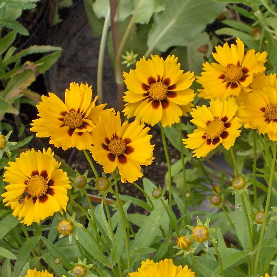 Coreopsis Lanceolata