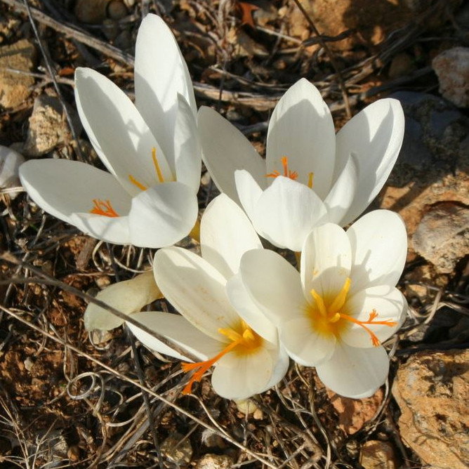 Crocus Hadriaticus