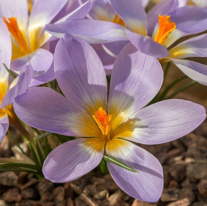 Crocus Rujanensis