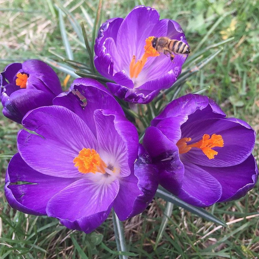 Crocus Vernus