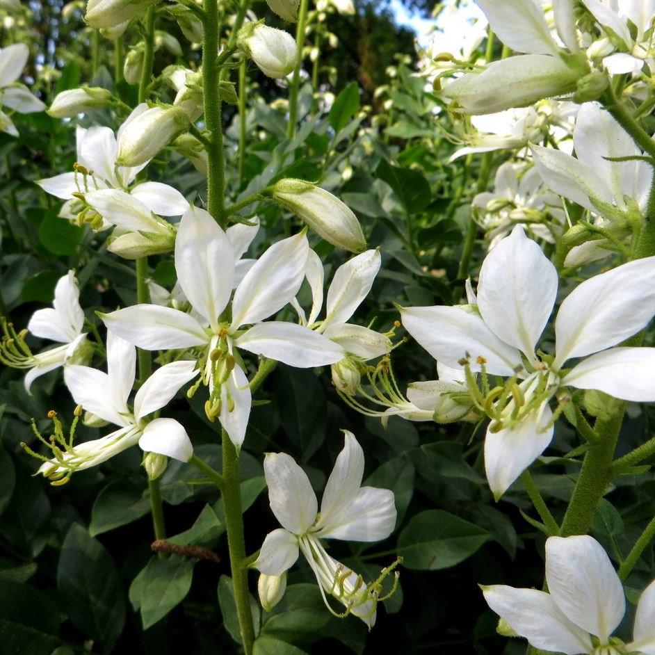 Dictamnus Albus Albiflorus