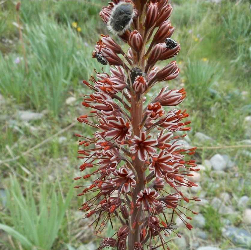 Eremurus Cristatus