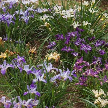 Iris Californian Hybrids