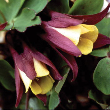 Aquilegia Buergeriana Oxysepala