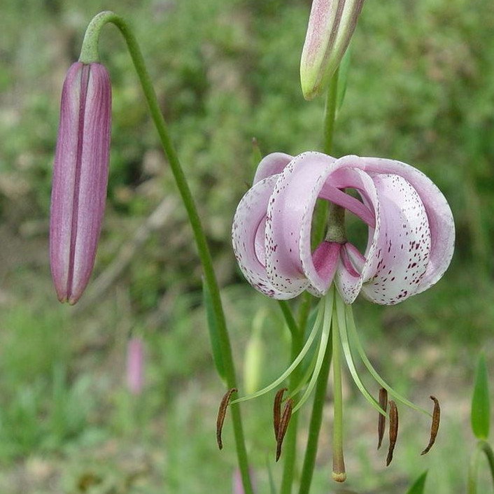 Lilium Duchartrei